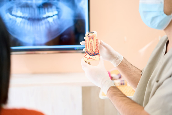 根管治療について歯の模型を使って説明する歯科医